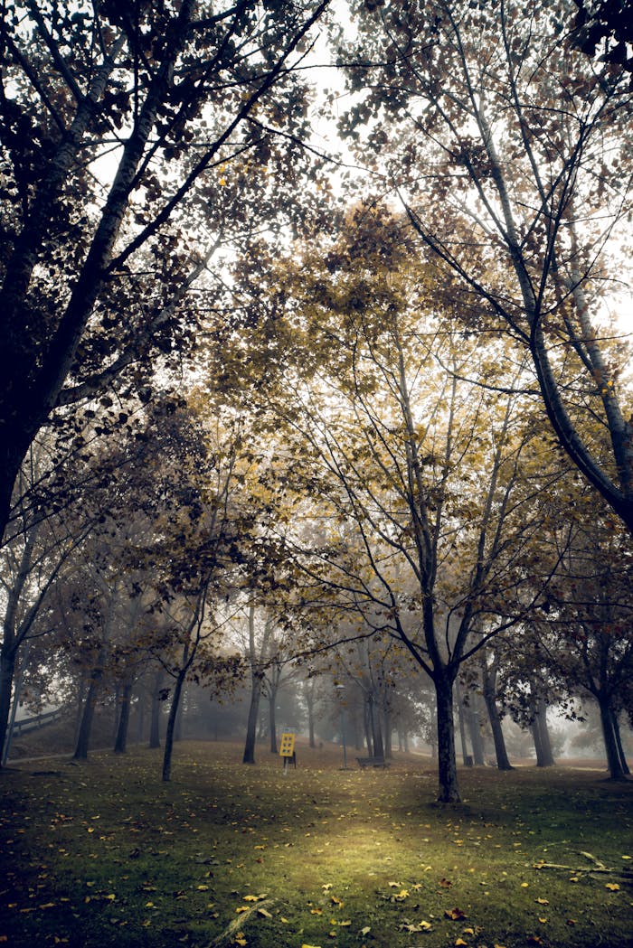 Trees in a Park